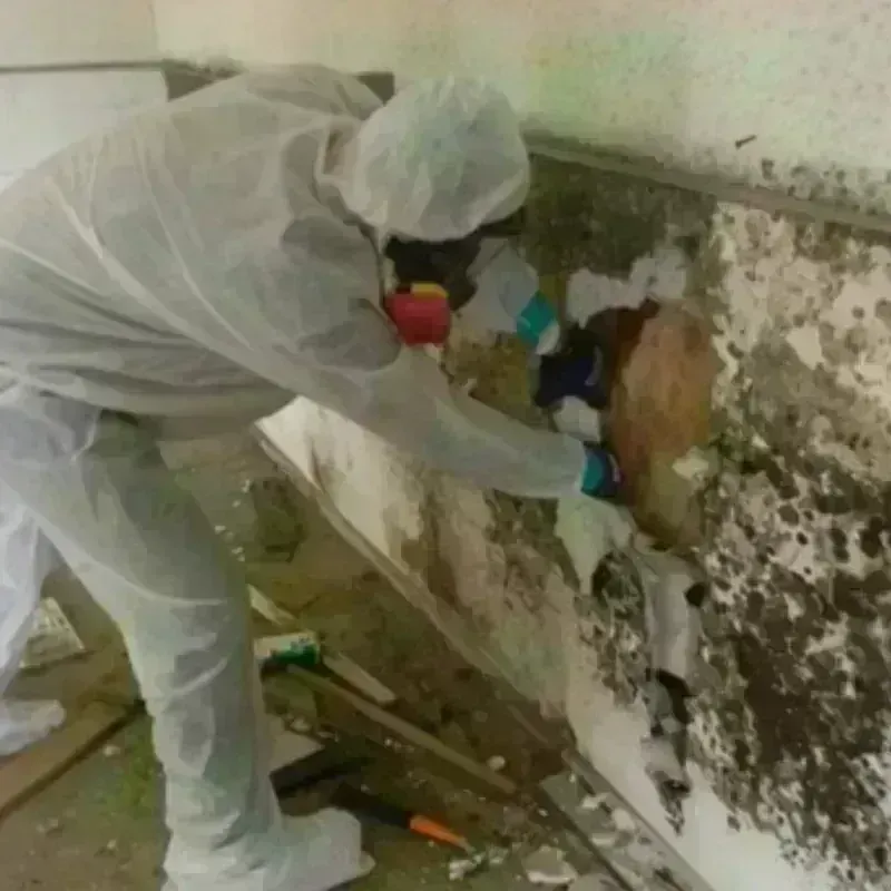 Mold Remediation and Removal in Greer County, OK